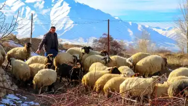 Hayvancılık Destekleri Yarın Başlıyor!