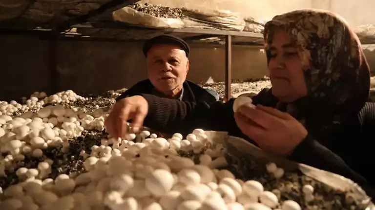Emekliliğe Veda, Mantar Yetiştiriciliğine Merhaba!